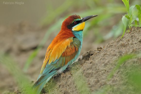 Gruccione - European bee-eater (Merops apiaster)