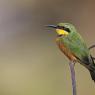 Llittle bee-eater (Merops pusillus)