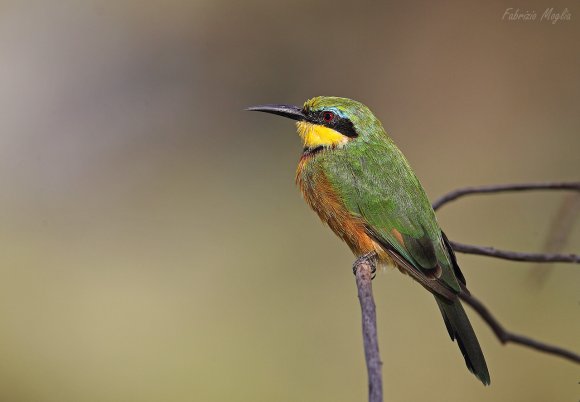Llittle bee-eater (Merops pusillus)