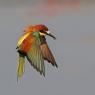 Gruccione - European bee-eater (Merops apiaster)