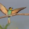 Gruccione - European bee-eater (Merops apiaster)