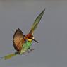 Gruccione - European bee-eater (Merops apiaster)