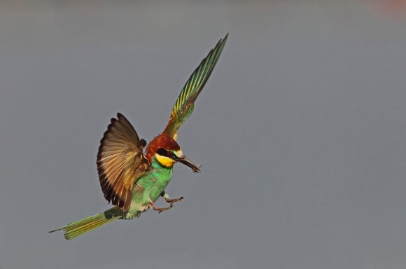 Gruccione - European bee-eater (Merops apiaster)