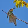 Gruccione - European bee-eater (Merops apiaster)