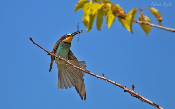 Gruccione - European bee-eater (Merops apiaster)