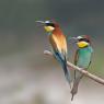 Gruccione - European bee-eater (Merops apiaster)