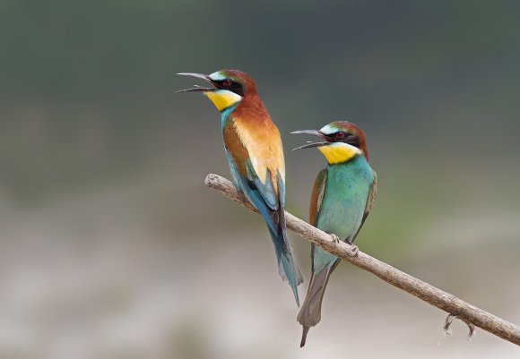 Gruccione - European bee-eater (Merops apiaster)