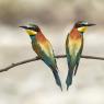 Gruccione - European bee-eater (Merops apiaster)