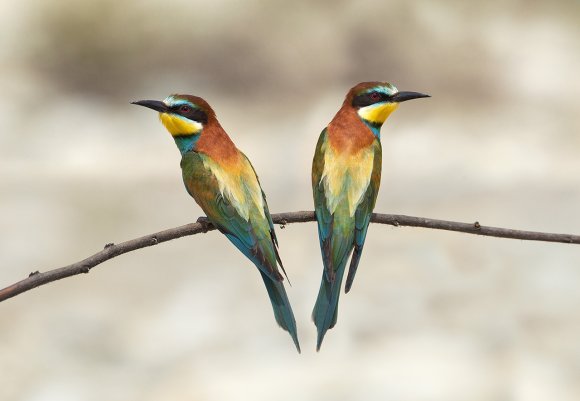 Gruccione - European bee-eater (Merops apiaster)