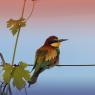 Gruccione - European bee-eater (Merops apiaster)