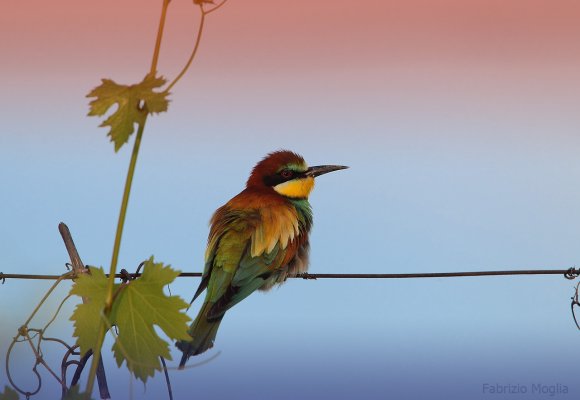 Gruccione - European bee-eater (Merops apiaster)