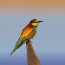 Gruccione - European bee-eater (Merops apiaster)