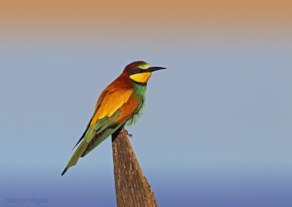 Gruccione - European bee-eater (Merops apiaster)