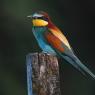 Gruccione - European bee-eater (Merops apiaster)