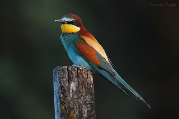 Gruccione - European bee-eater (Merops apiaster)