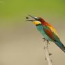 Gruccione - European bee-eater (Merops apiaster)