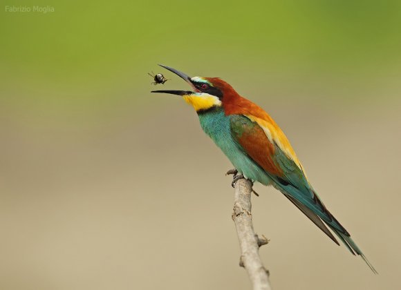 Gruccione - European bee-eater (Merops apiaster)