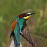 Gruccione - European bee-eater (Merops apiaster)