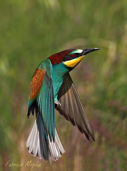 Gruccione - European bee-eater (Merops apiaster)