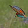 Gruccione - European bee-eater (Merops apiaster)