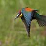 Gruccione - European bee-eater (Merops apiaster)