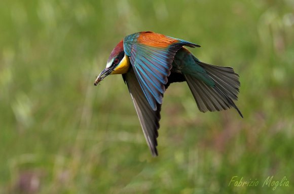 Gruccione - European bee-eater (Merops apiaster)