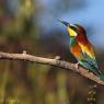 Gruccione - European bee-eater (Merops apiaster)