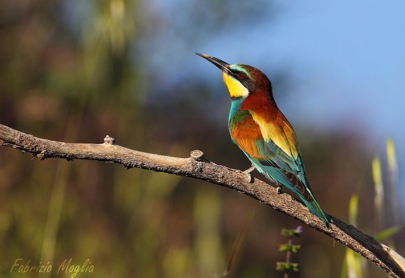 Gruccione - European bee-eater (Merops apiaster)