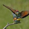 Gruccione - European bee-eater (Merops apiaster)