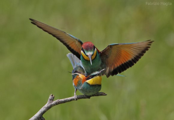 Gruccione - European bee-eater (Merops apiaster)
