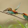 Gruccione - European bee-eater (Merops apiaster)