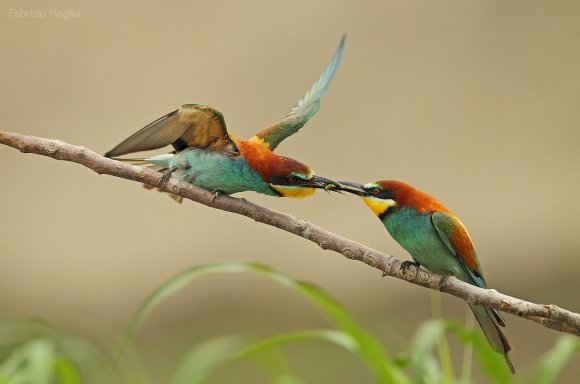 Gruccione - European bee-eater (Merops apiaster)