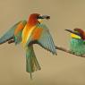 Gruccione - European bee-eater (Merops apiaster)