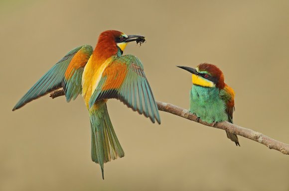 Gruccione - European bee-eater (Merops apiaster)