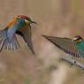 Gruccione - European bee-eater (Merops apiaster)