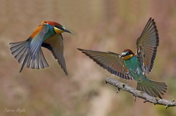 Gruccione - European bee-eater (Merops apiaster)