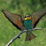 Gruccione - European bee-eater (Merops apiaster)