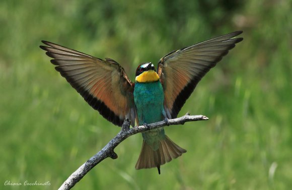 Gruccione - European bee-eater (Merops apiaster)