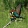 Gruccione - European bee-eater (Merops apiaster)