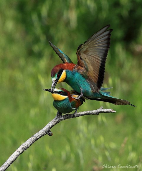 Gruccione - European bee-eater (Merops apiaster)