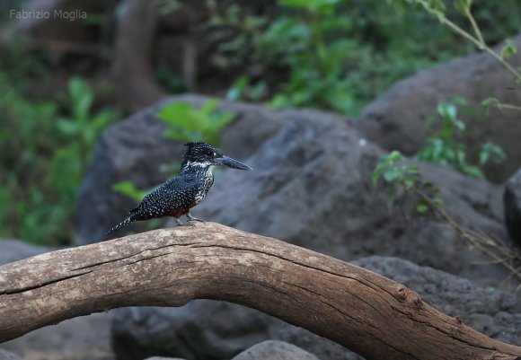 kingfisher