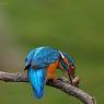 Martin Pescatore - European Kingfisher (Alcedo Atthis)