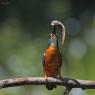 Martin Pescatore - European Kingfisher (Alcedo Atthis)