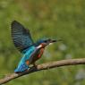 Martin Pescatore - European Kingfisher (Alcedo Atthis)