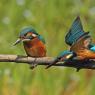 Martin Pescatore - European Kingfisher (Alcedo Atthis)