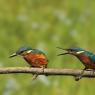 Martin Pescatore - European Kingfisher (Alcedo Atthis)