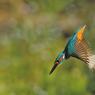 Martin Pescatore - European Kingfisher (Alcedo Atthis)