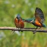 Martin Pescatore - European Kingfisher (Alcedo Atthis)