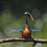 Martin Pescatore - European Kingfisher (Alcedo Atthis)