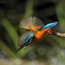 Martin Pescatore - European Kingfisher (Alcedo Atthis)